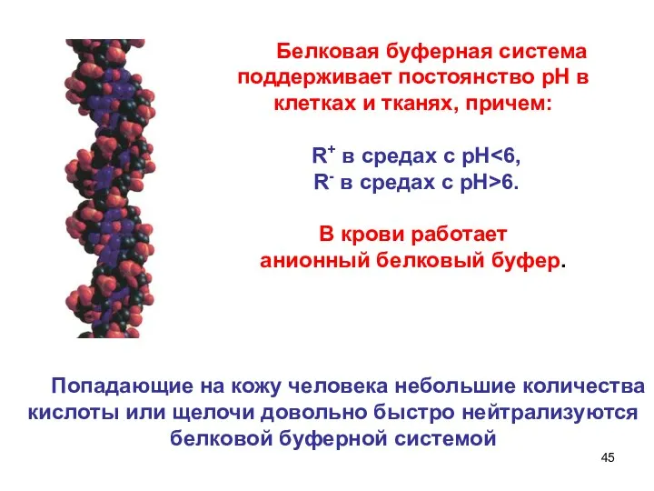 Белковая буферная система поддерживает постоянство рН в клетках и тканях, причем: