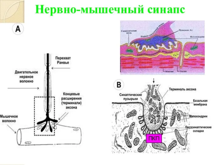 Нервно-мышечный синапс ПКП ПКП