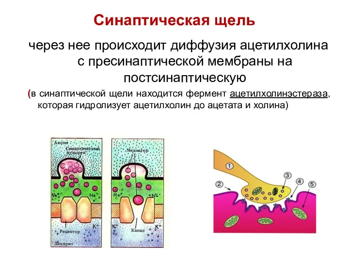 Синаптическая щель через нее происходит диффузия ацетилхолина с пресинаптической мембраны на