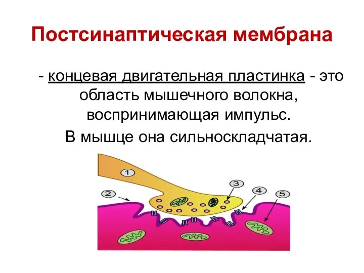 Постсинаптическая мембрана - концевая двигательная пластинка - это область мышечного волокна,