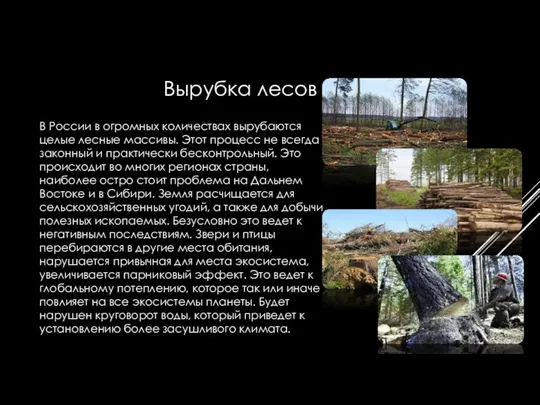 В России в огромных количествах вырубаются целые лесные массивы. Этот процесс