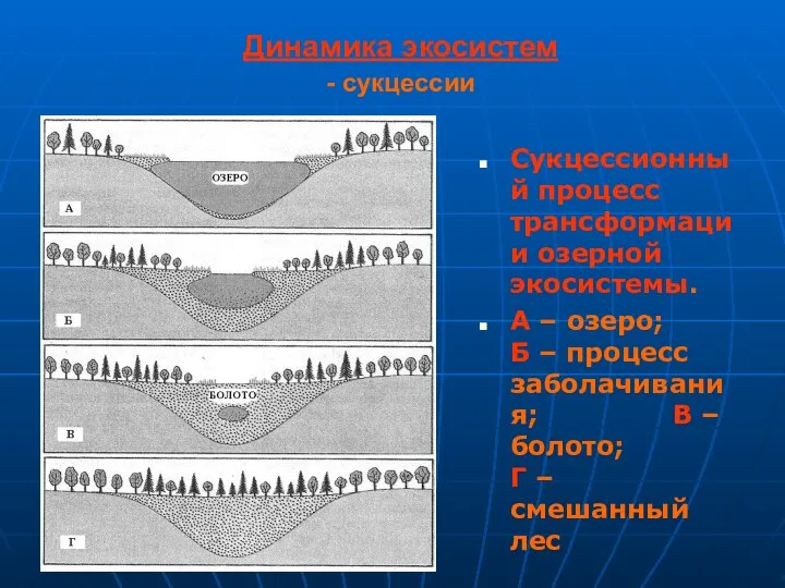 Динамика экосистем - сукцессии Сукцессионный процесс трансформации озерной экосистемы. А –