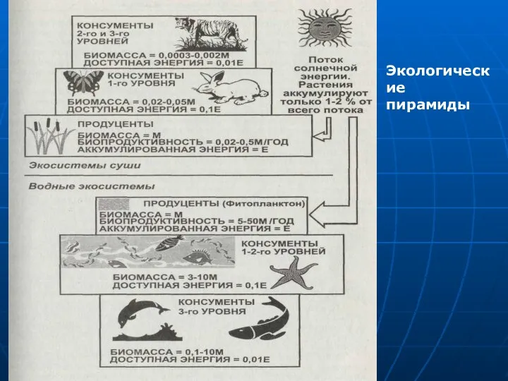 Экологические пирамиды