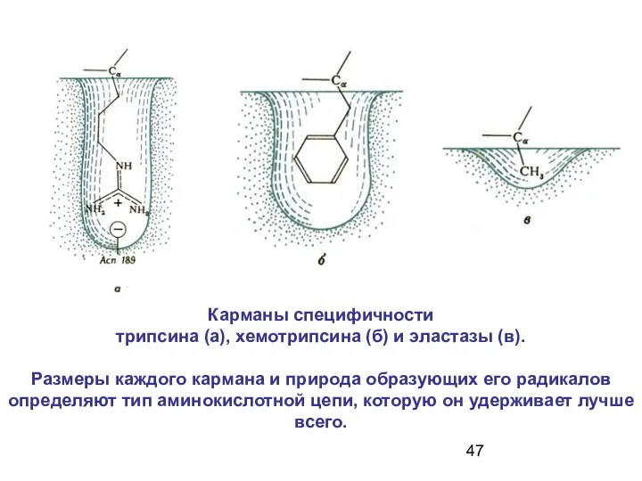 Карманы специфичности трипсина (а), хемотрипсина (б) и эластазы (в). Размеры каждого