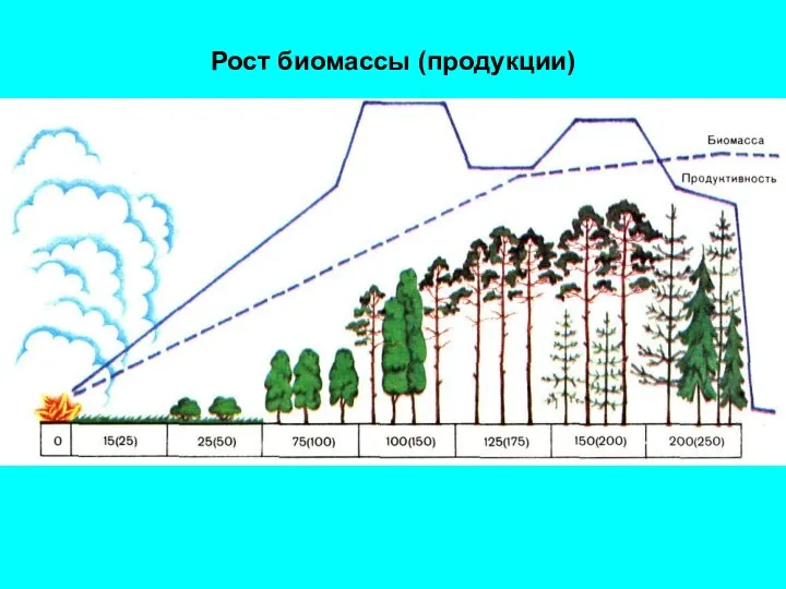 Рост биомассы (продукции)