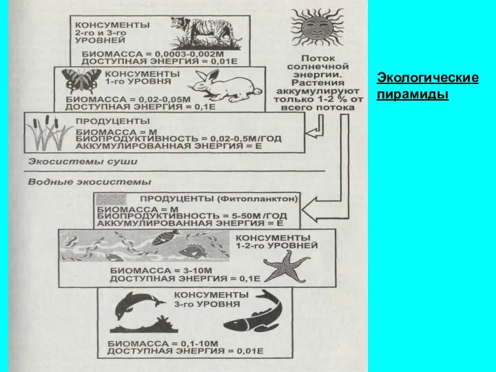 Экологические пирамиды