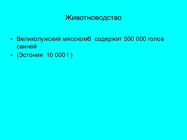 Животноводство Великолужский мясокомб содержит 500 000 голов свиней (Эстония 10 000 ! )