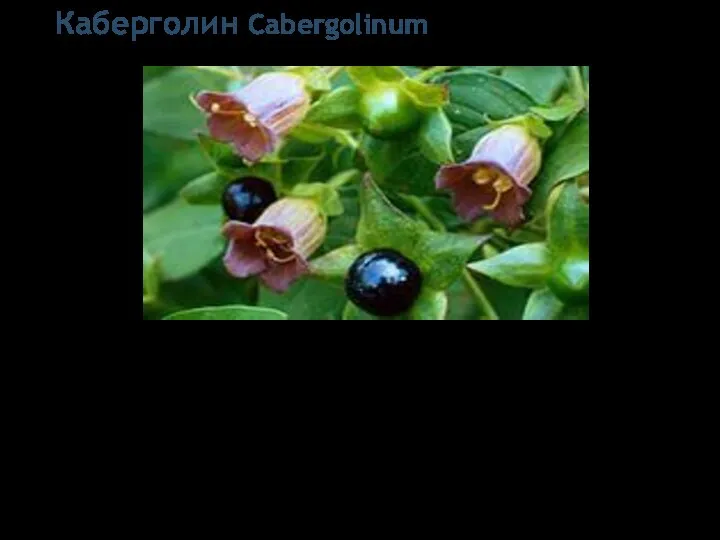 Каберголин Cabergolinum 1-[(6-Аллилэрголин-8бета-ил)карбонил]-1-[3-(диметиламино)пропил]-3-этилмочевина Белый кристаллический порошок. Практически нерастворим в воде, легко