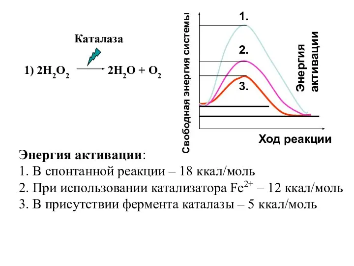 1) 2Н2О2 2Н2О + О2 Каталаза Энергия активации: 1. В спонтанной