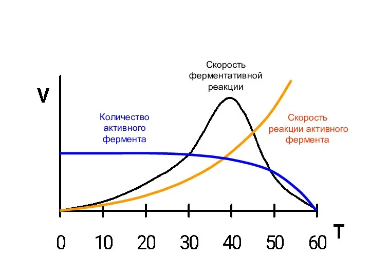 Количество активного фермента Скорость ферментативной реакции Скорость реакции активного фермента