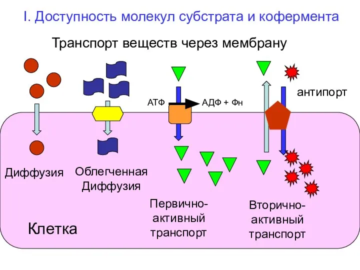 I. Доступность молекул субстрата и кофермента Транспорт веществ через мембрану Диффузия