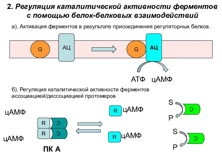 2. Регуляция каталитической активности ферментов с помощью белок-белковых взаимодействий а). Активация