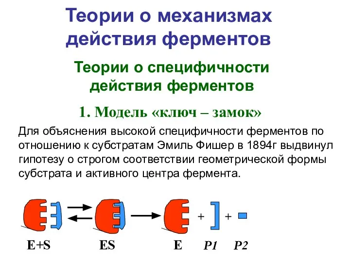 Теории о механизмах действия ферментов Для объяснения высокой специфичности ферментов по