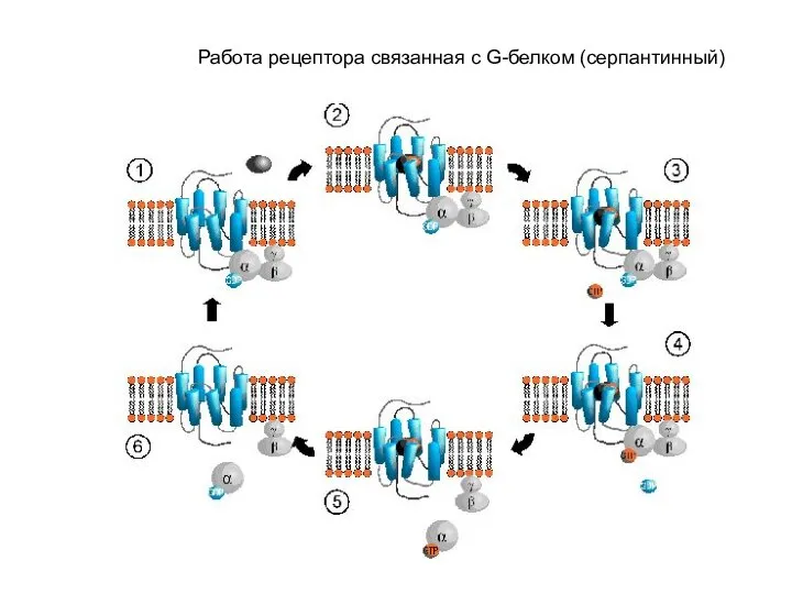 Работа рецептора связанная с G-белком (серпантинный)
