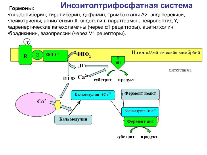 Инозитолтрифосфатная система Фермент неакт Фермент акт субстрат продукт Цитоплазматическая мембрана ФЛ