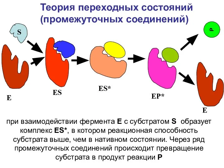 S E ES при взаимодействии фермента E с субстратом S образует