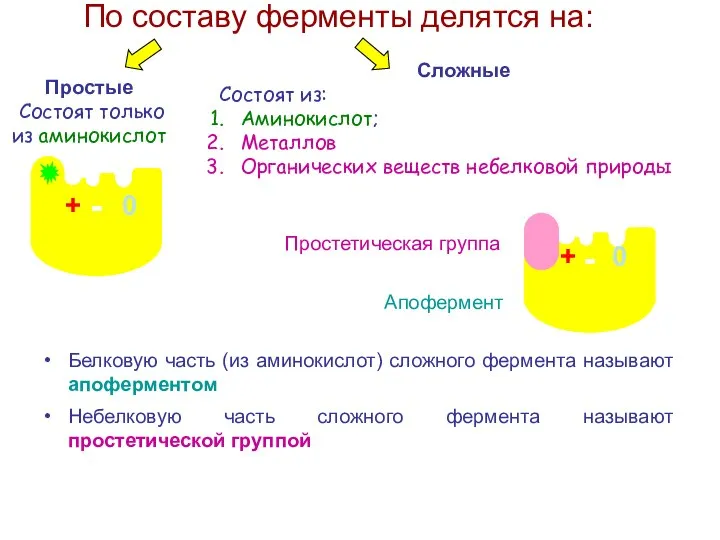 По составу ферменты делятся на: Простые Состоят только из аминокислот -