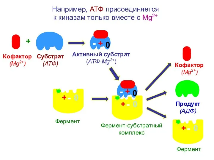 Например, АТФ присоединяется к киназам только вместе с Mg2+ + Субстрат