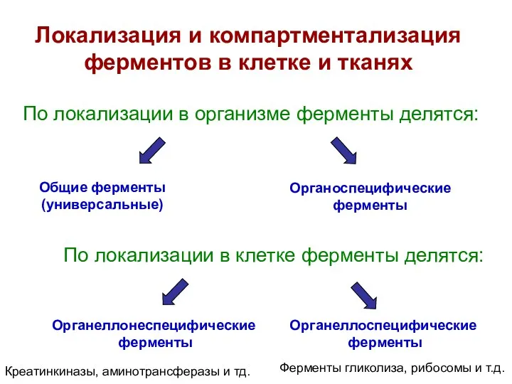 Локализация и компартментализация ферментов в клетке и тканях По локализации в