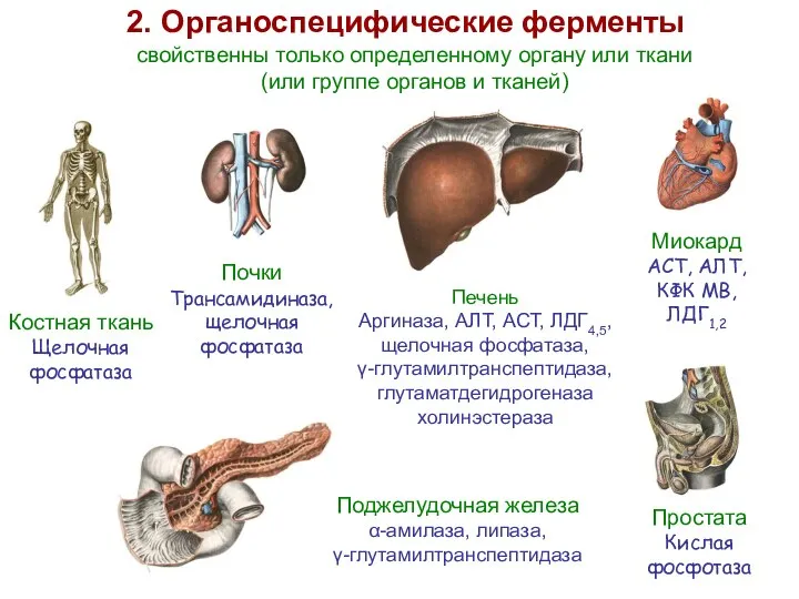 2. Органоспецифические ферменты Костная ткань Щелочная фосфатаза Миокард АСТ, АЛТ, КФК