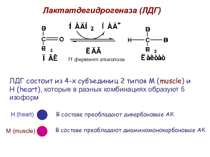 Лактатдегидрогеназа (ЛДГ) ЛДГ состоит из 4-х субъединиц 2 типов М (muscle)