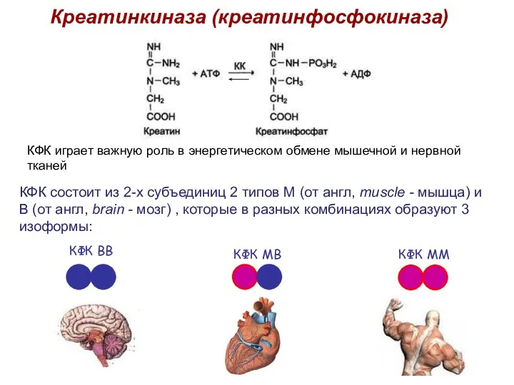 Креатинкиназа (креатинфосфокиназа) КФК состоит из 2-х субъединиц 2 типов М (от