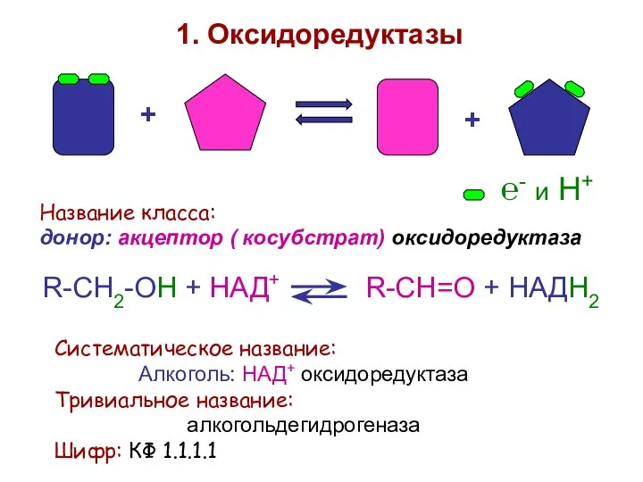 + + 1. Оксидоредуктазы Название класса: донор: акцептор ( косубстрат) оксидоредуктаза