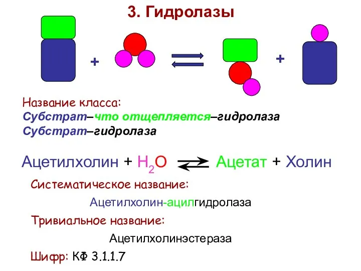 + + 3. Гидролазы Название класса: Субстрат–что отщепляется–гидролаза Субстрат–гидролаза Ацетилхолин +