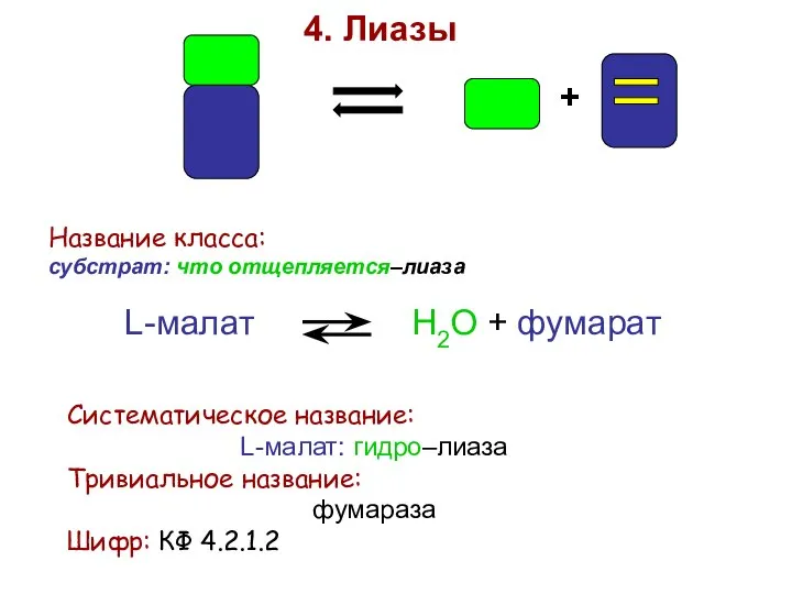 + 4. Лиазы Название класса: субстрат: что отщепляется–лиаза L-малат Н2О +