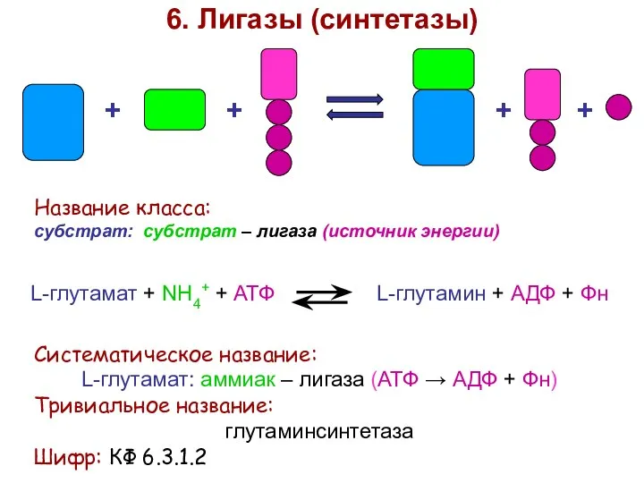 + + + + 6. Лигазы (синтетазы) Название класса: субстрат: субстрат