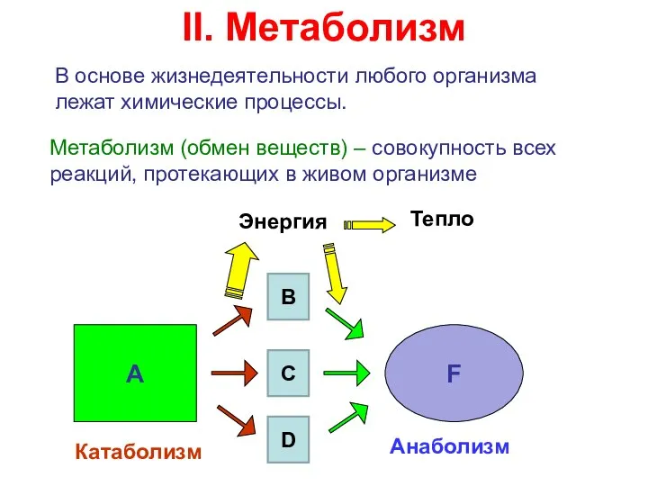 II. Метаболизм В основе жизнедеятельности любого организма лежат химические процессы. Метаболизм