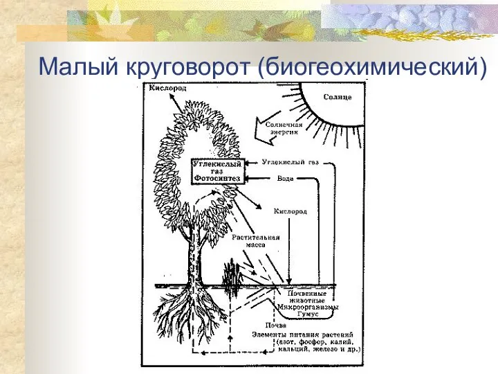 Малый круговорот (биогеохимический)