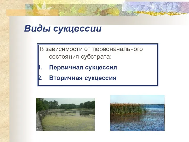 Виды сукцессии В зависимости от первоначального состояния субстрата: Первичная сукцессия Вторичная сукцессия