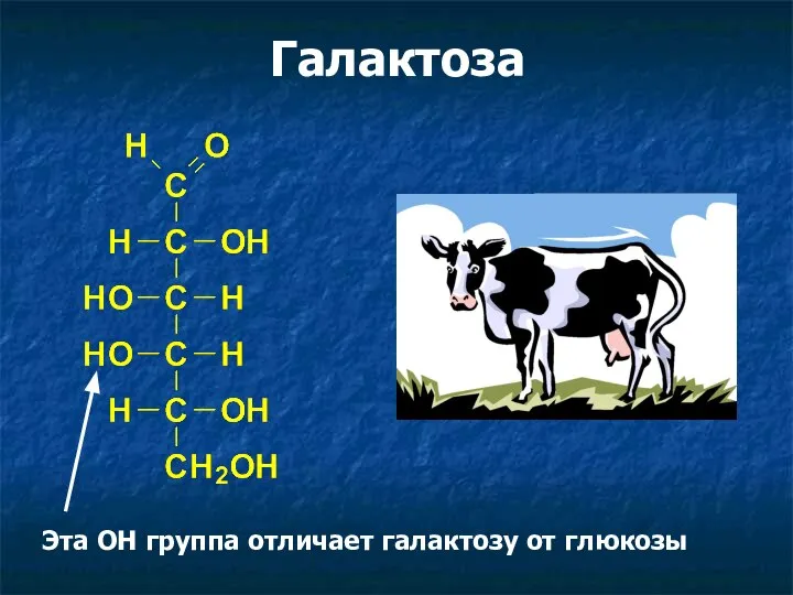 Галактоза Эта ОН группа отличает галактозу от глюкозы