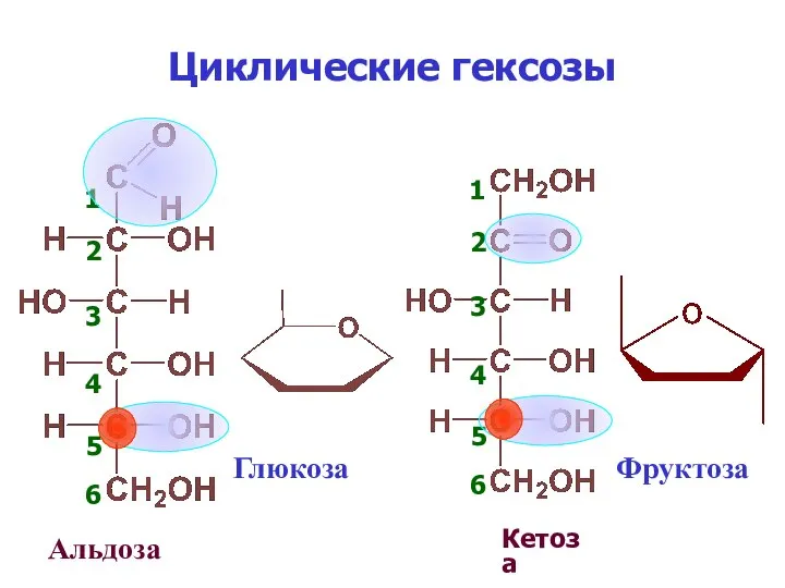 Циклические гексозы Альдоза Кетоза Глюкоза Фруктоза