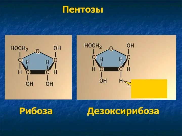 Пентозы Гляди-ка, кислорода-то нет! Рибоза Дезоксирибоза