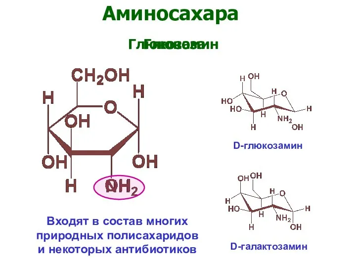 Аминосахара Глюкозамин Глюкоза D-глюкозамин D-галактозамин Входят в состав многих природных полисахаридов и некоторых антибиотиков