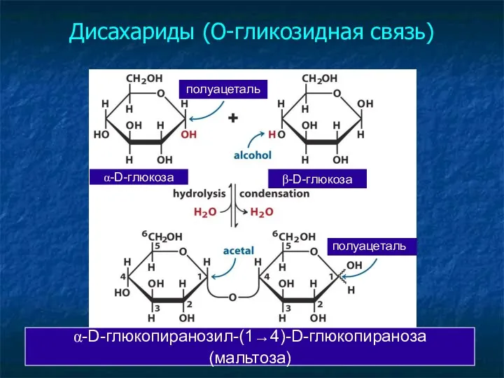 Дисахариды (О-гликозидная связь)‏ α-D-глюкопиранозил-(1→4)-D-глюкопираноза (мальтоза)‏ α-D-глюкоза β-D-глюкоза полуацеталь полуацеталь