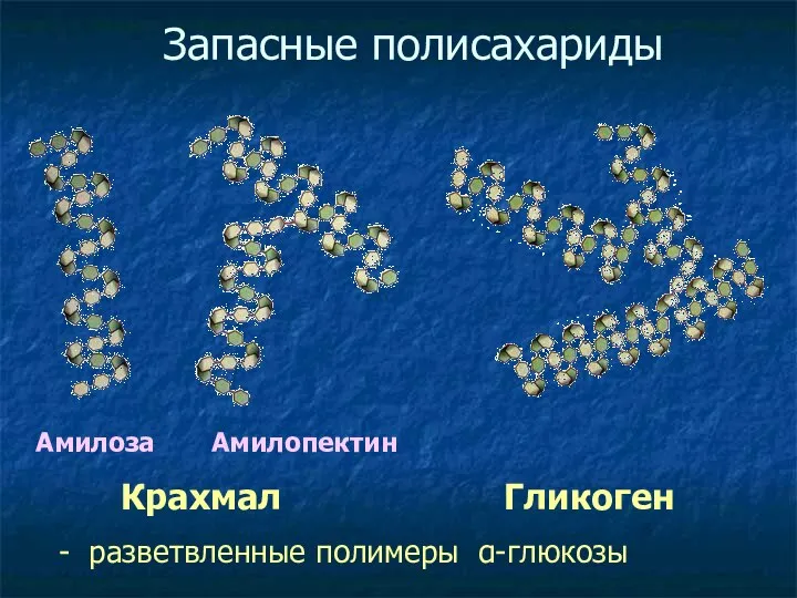 Запасные полисахариды Крахмал Гликоген Амилоза Амилопектин - разветвленные полимеры α-глюкозы