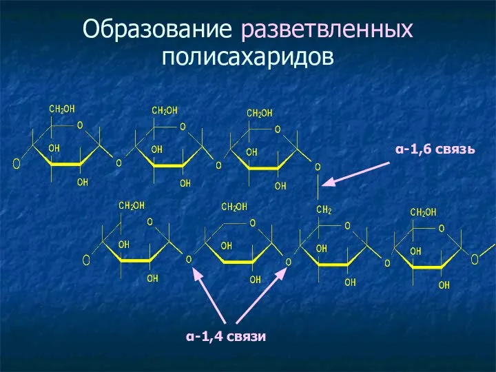 Образование разветвленных полисахаридов α-1,6 связь α-1,4 связи