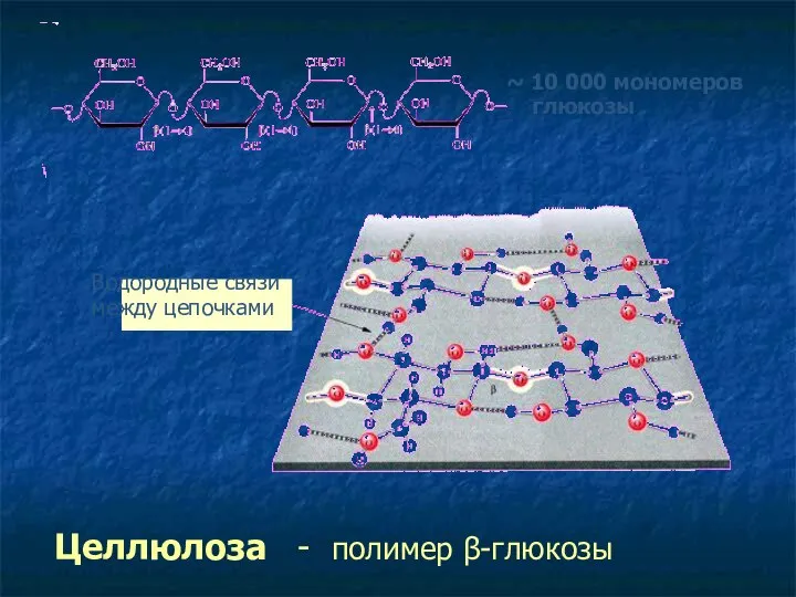 Целлюлоза - полимер β-глюкозы Водородные связи между цепочками ~ 10 000 мономеров глюкозы