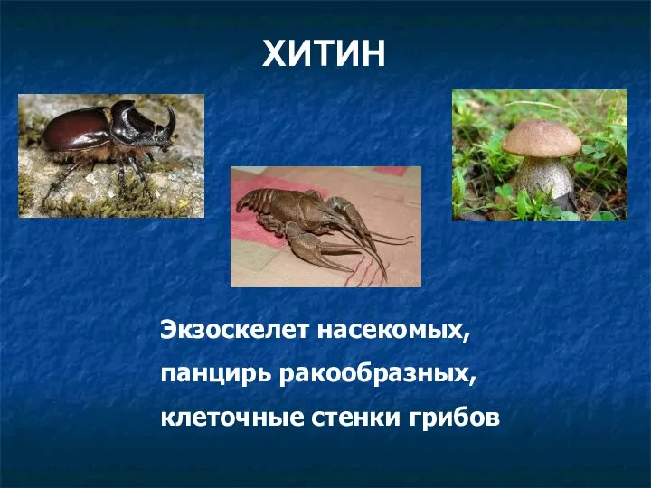 Экзоскелет насекомых, панцирь ракообразных, клеточные стенки грибов ХИТИН