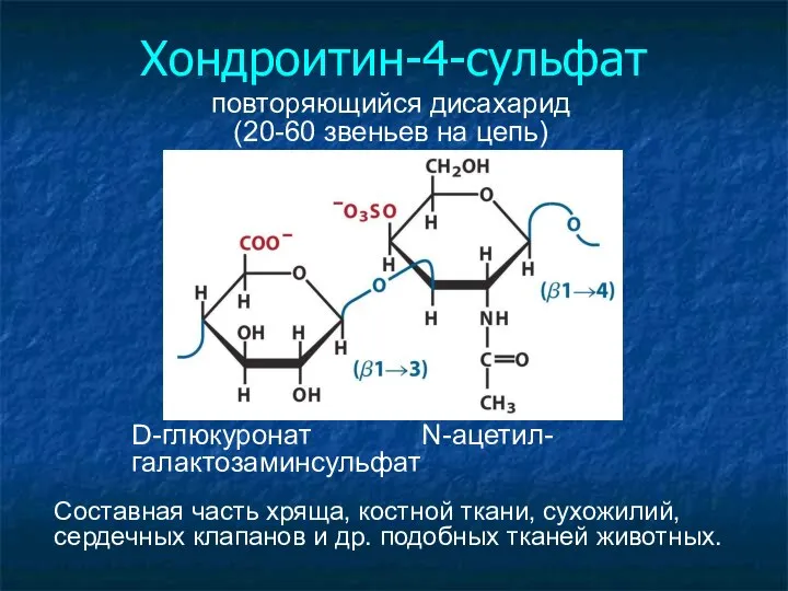 Хондроитин-4-сульфат повторяющийся дисахарид (20-60 звеньев на цепь)‏ D-глюкуронат N-ацетил- галактозаминсульфат Составная