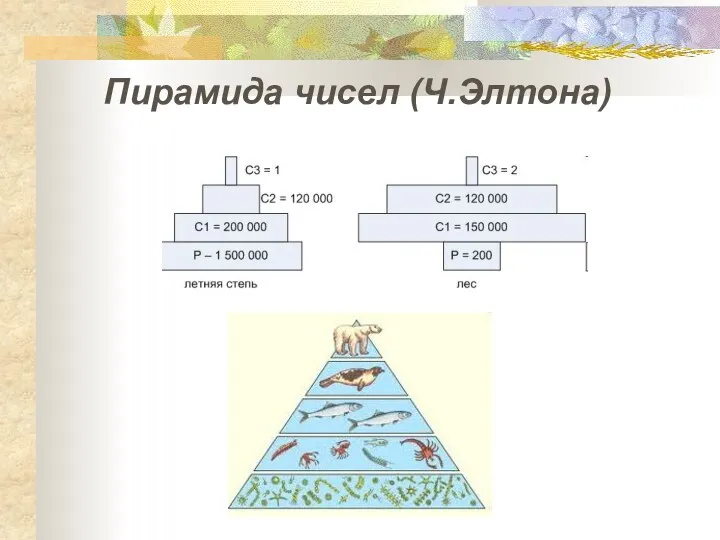 Пирамида чисел (Ч.Элтона)