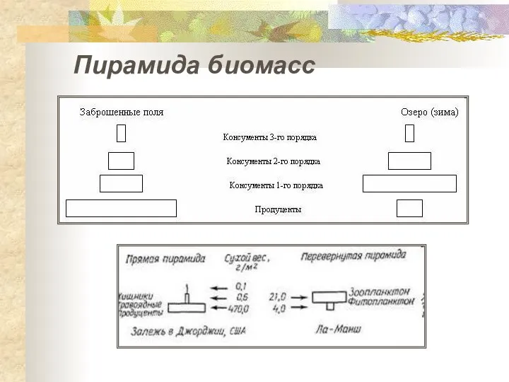 Пирамида биомасс