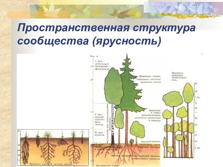 Пространственная структура сообщества (ярусность)