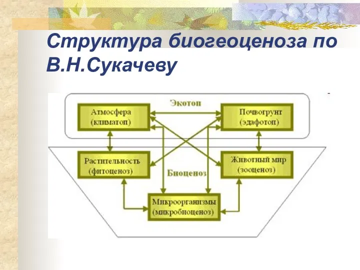 Структура биогеоценоза по В.Н.Сукачеву