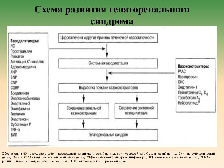 Схема развития гепаторенального синдрома Обозначения: NO – оксид азота, ANP –