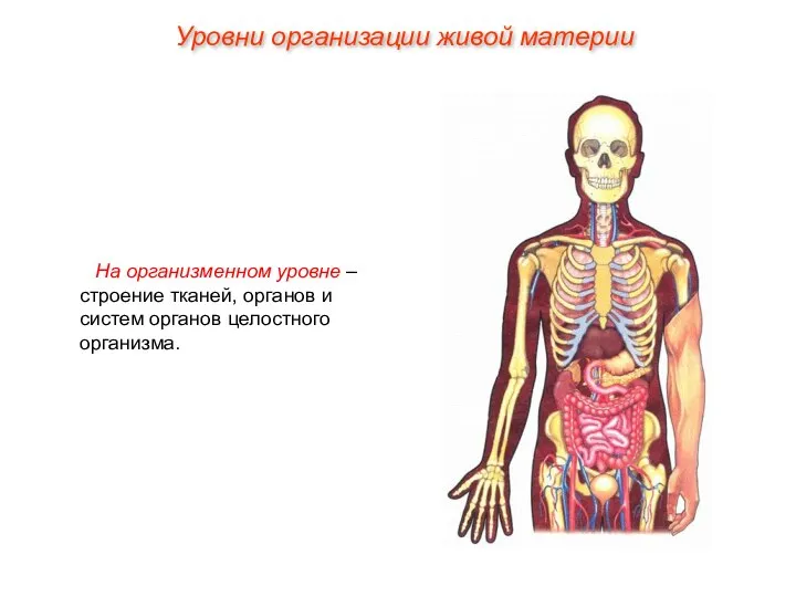 На организменном уровне – строение тканей, органов и систем органов целостного организма. Уровни организации живой материи