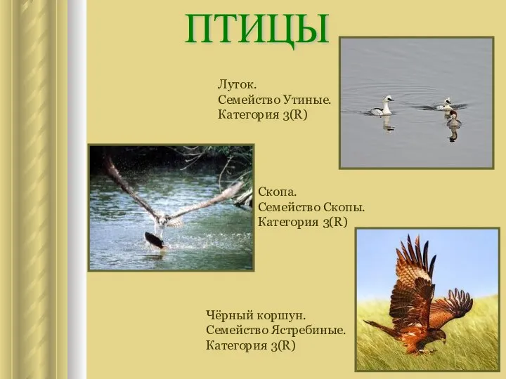 ПТИЦЫ Луток. Семейство Утиные. Категория 3(R) Скопа. Семейство Скопы. Категория 3(R)